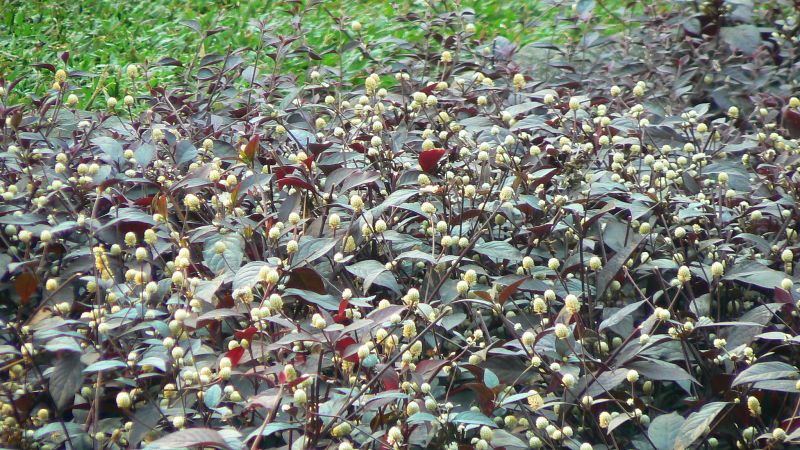 สมุนไพรลดความดัน - ผักเป็ดแดง calico plant